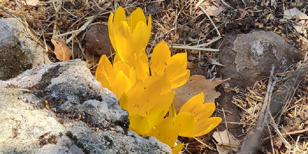 יער להב – שביל הזהב