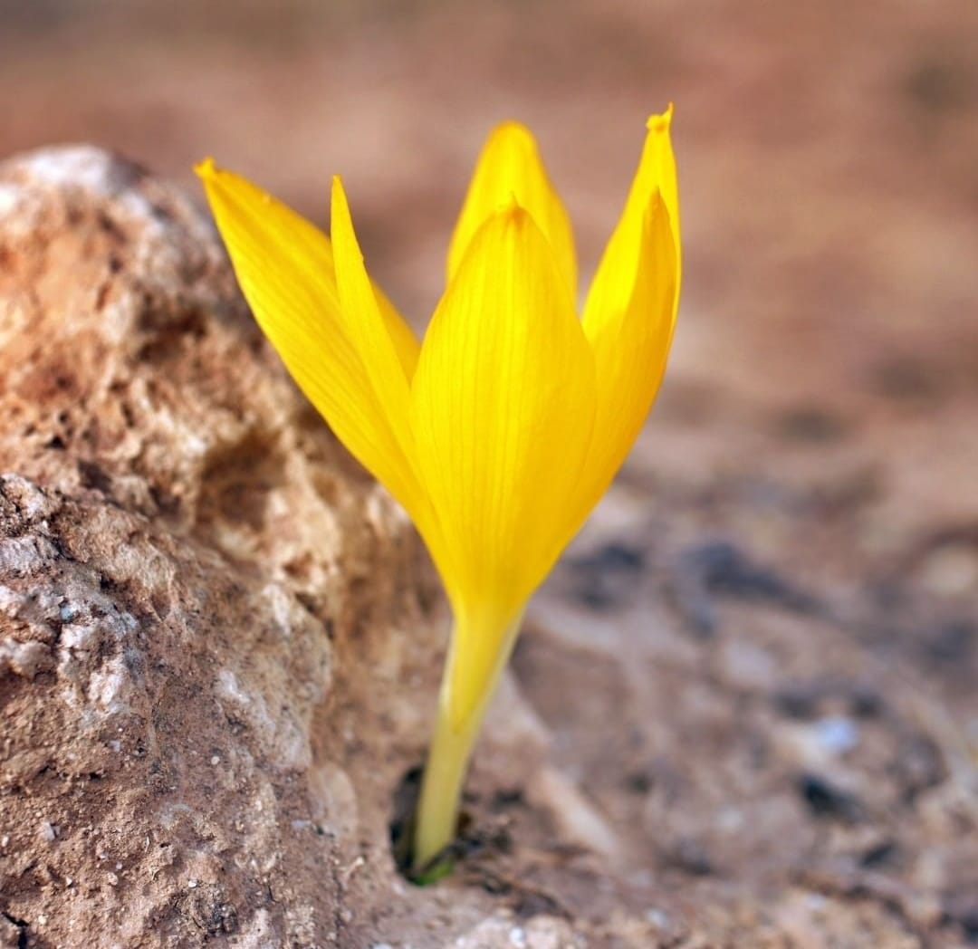 שמורת טבע חלמוניות ירוחם - צילום Roy.v.photographer