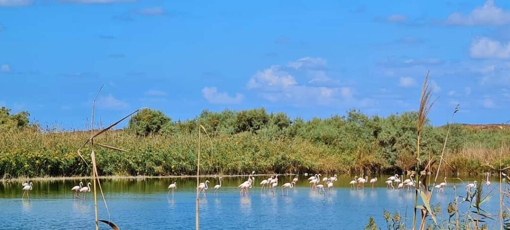 תצפית פלמינגו בבריכות נחשולים ועתלית