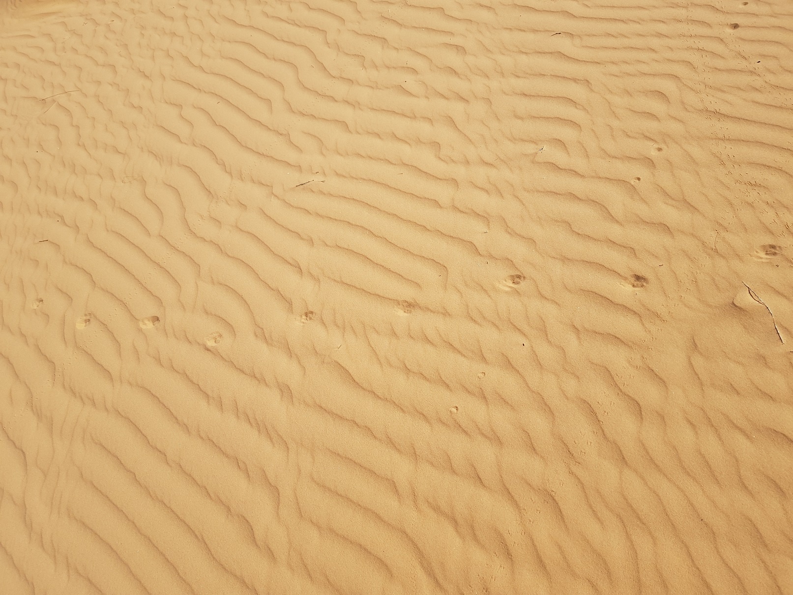 עקבות על דיונות חול