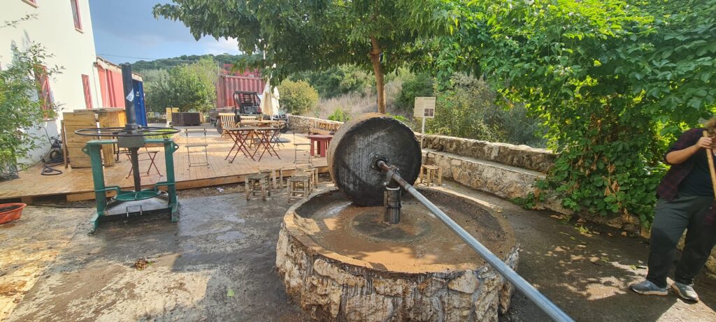 מסיק זיתים