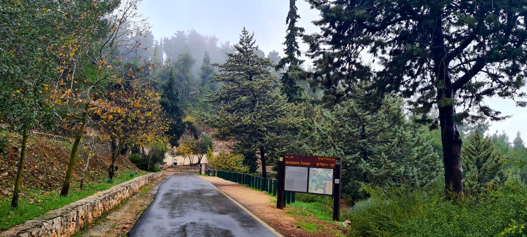 שביל הארז – יער ירושלים