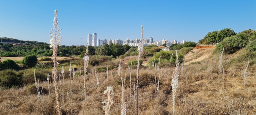 שמורת הטבע אודים: פריחה עונתית מרשימה של חצבים ונרקיסים