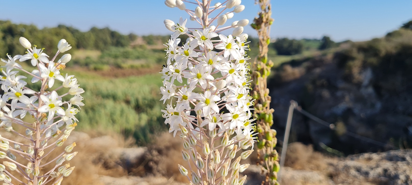 שמורת הטבע אודים: פריחה עונתית מרשימה של חצבים ונרקיסים