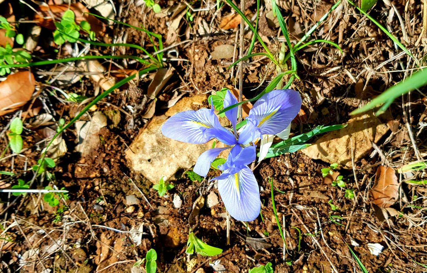 יער רמות – מצפה נפתוח