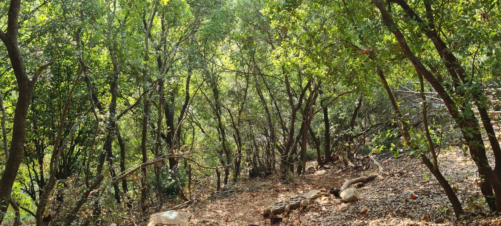 נחל שעל – עין שעל