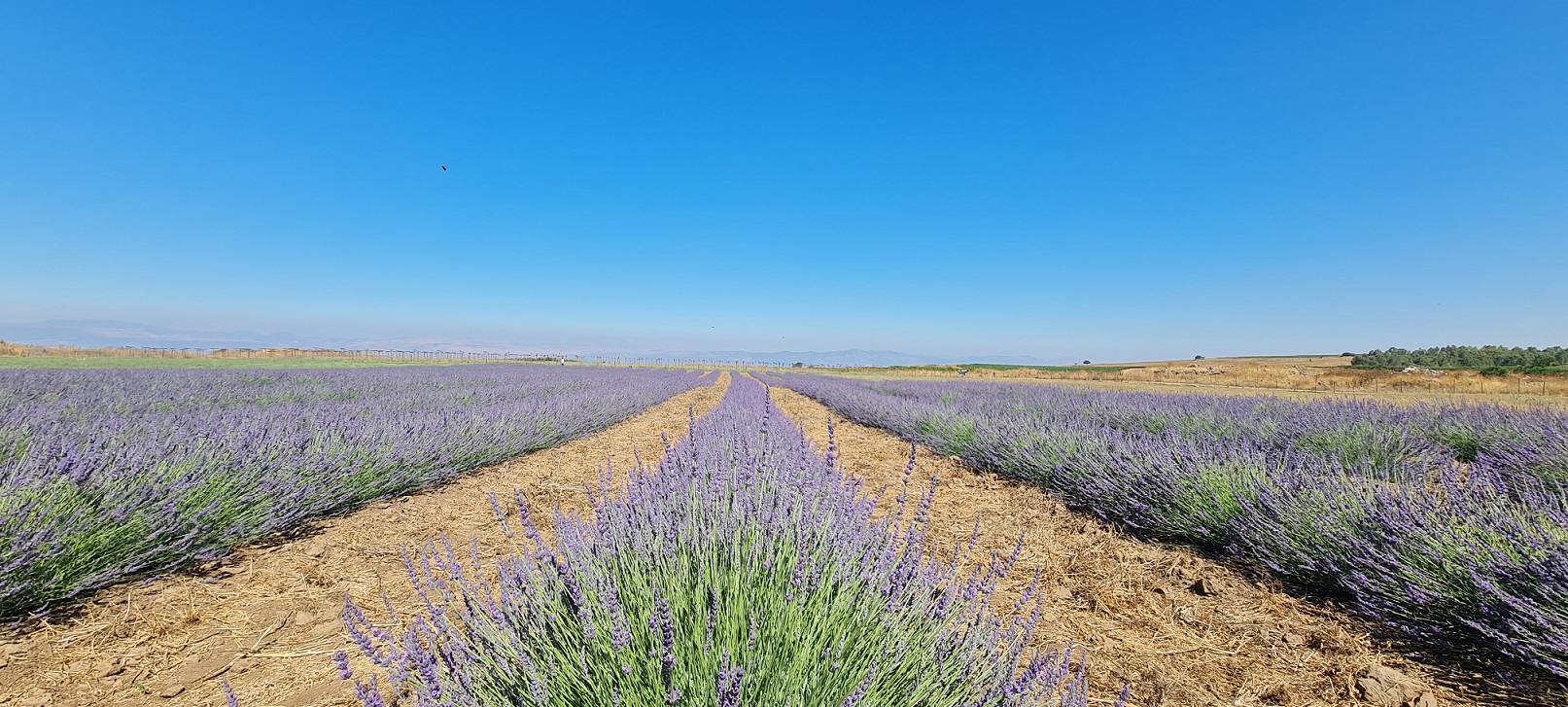 פריחת הלוונדר