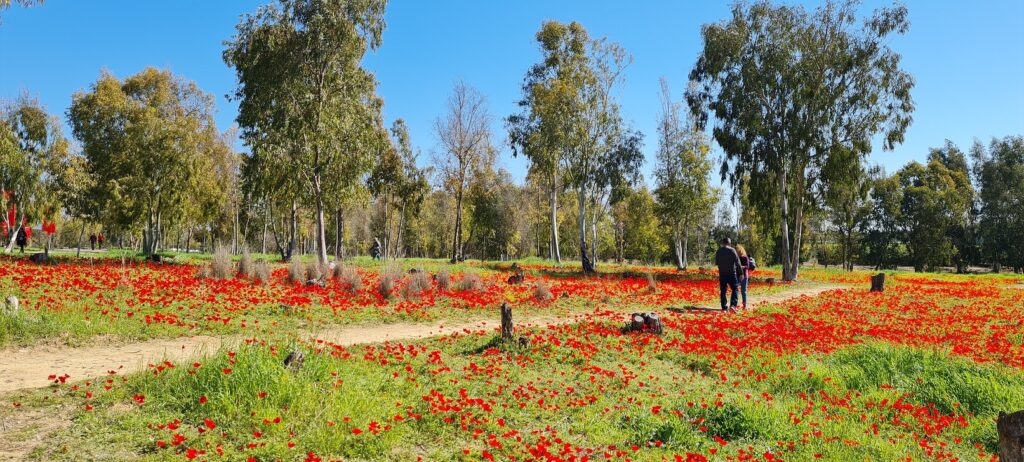אתרי פריחת הכלניות בדרום אדום