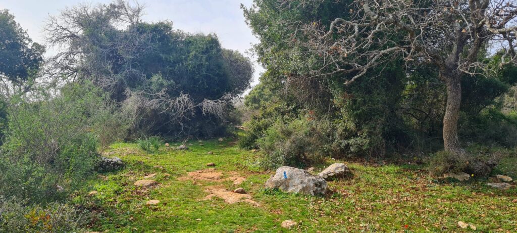 שמורת הטבע אלוני אבא – שביל אלוני אבא