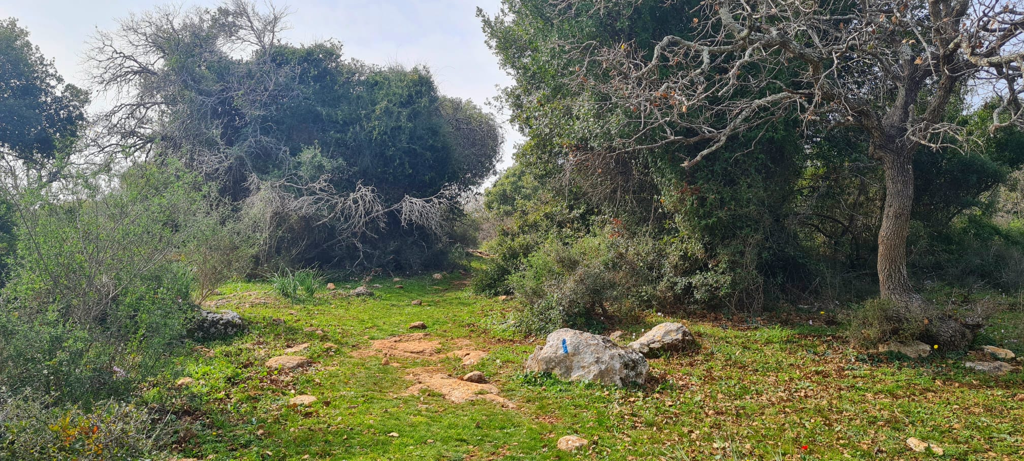 שמורת הטבע אלוני אבא – שביל אלוני אבא