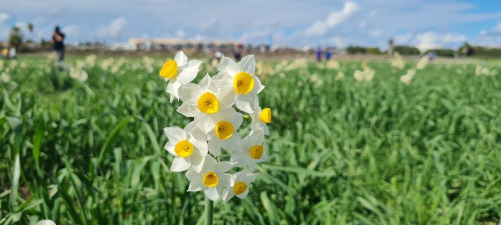 נרקיסים פי גלילות
