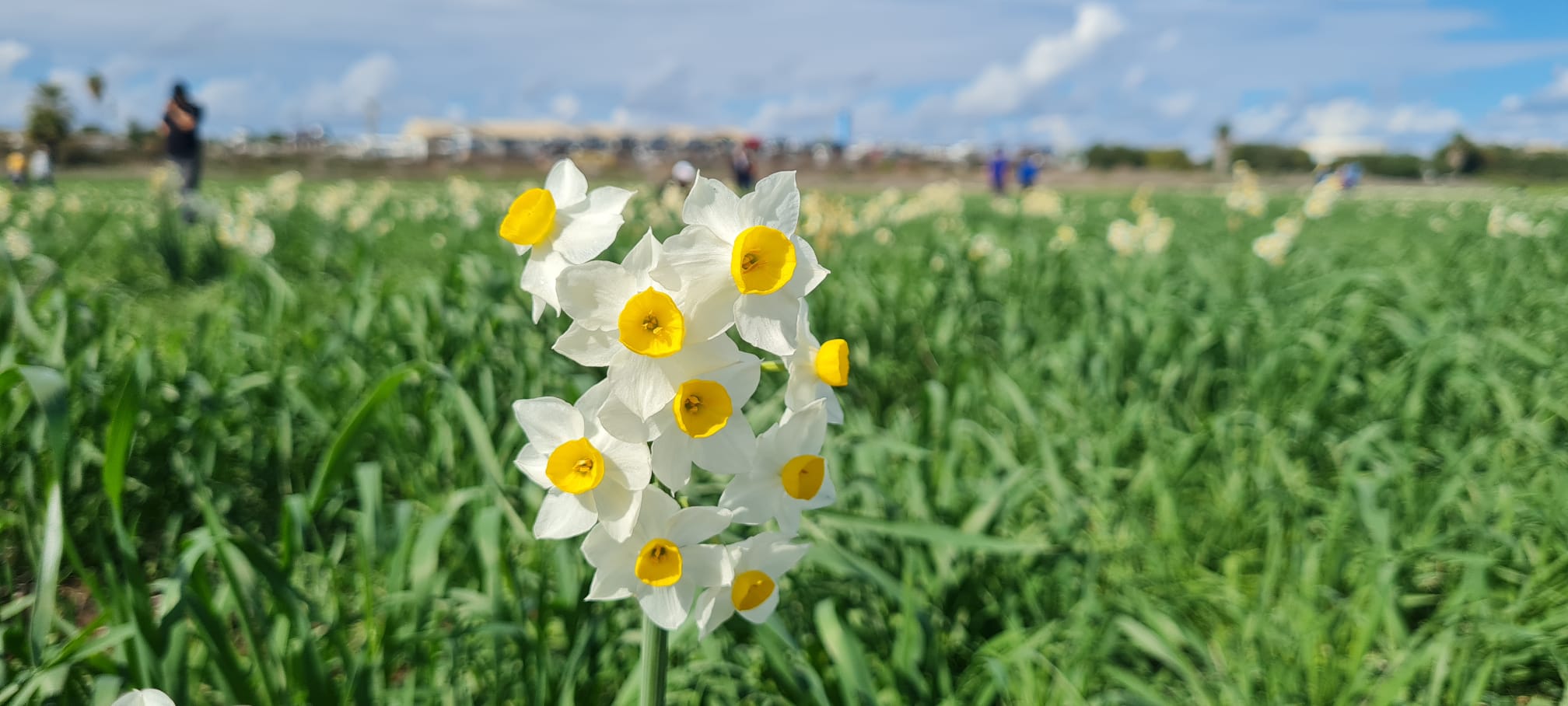 נרקיסים פי גלילות