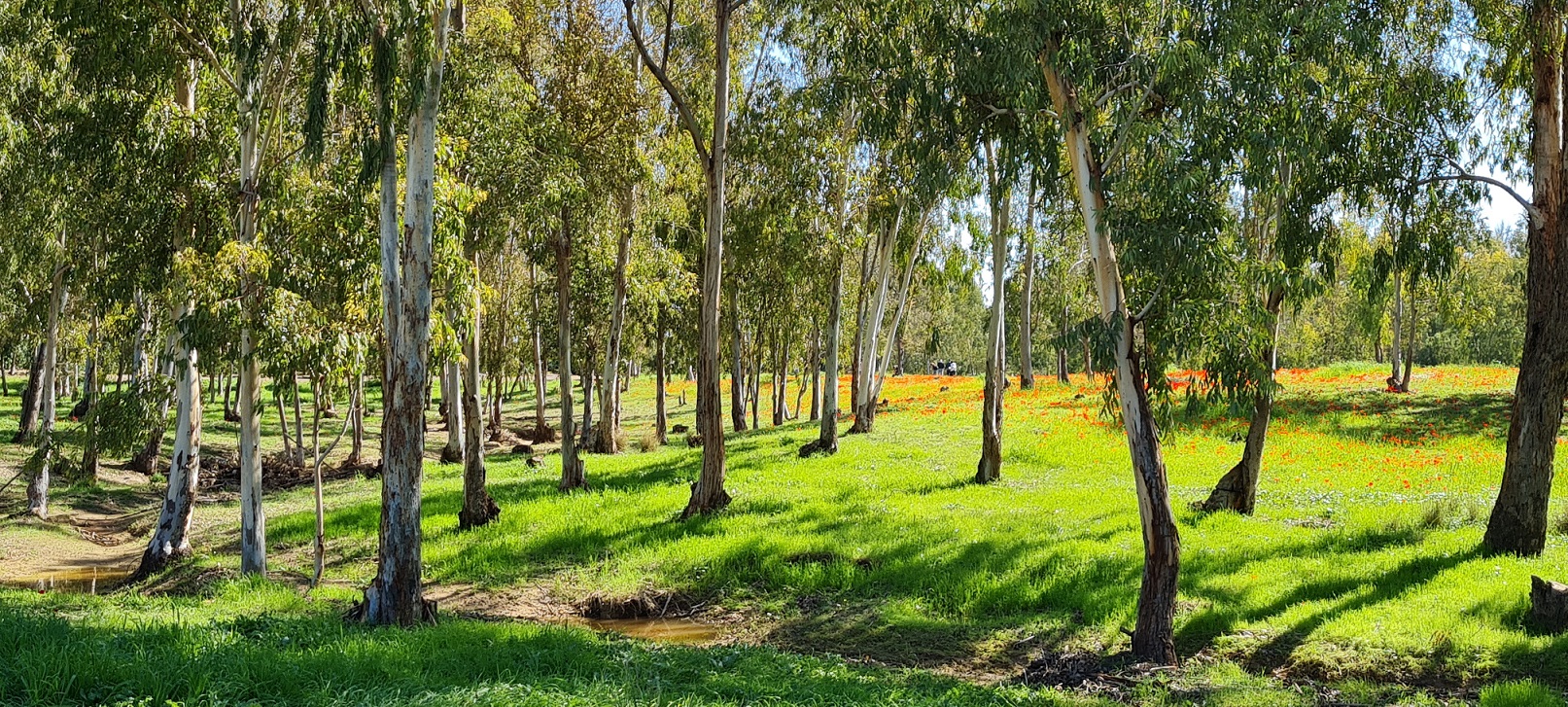 פארק שרשרת נחל גרר