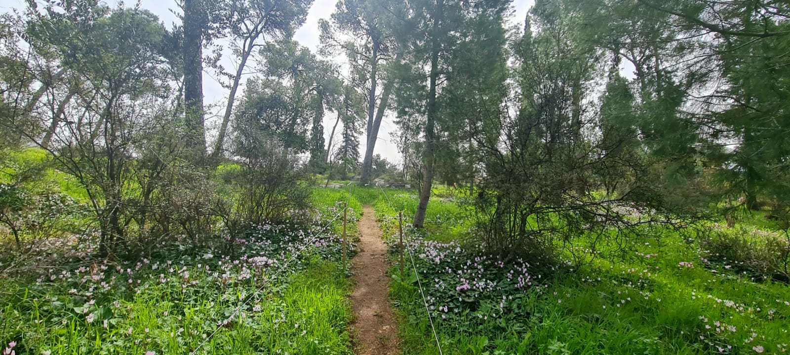 יער מסריק – יער שריד