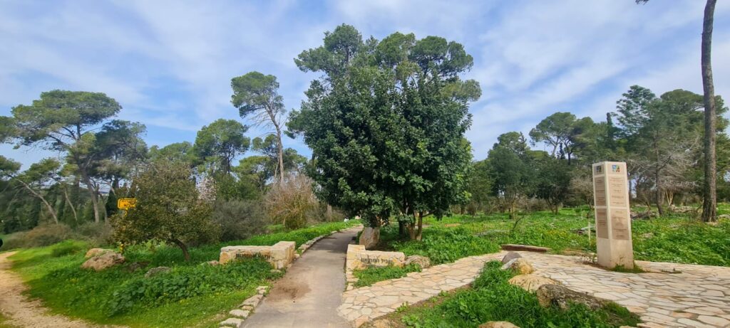 יער מסריק – יער שריד