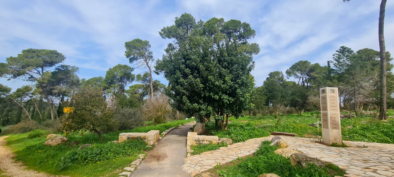 יער מסריק – יער שריד