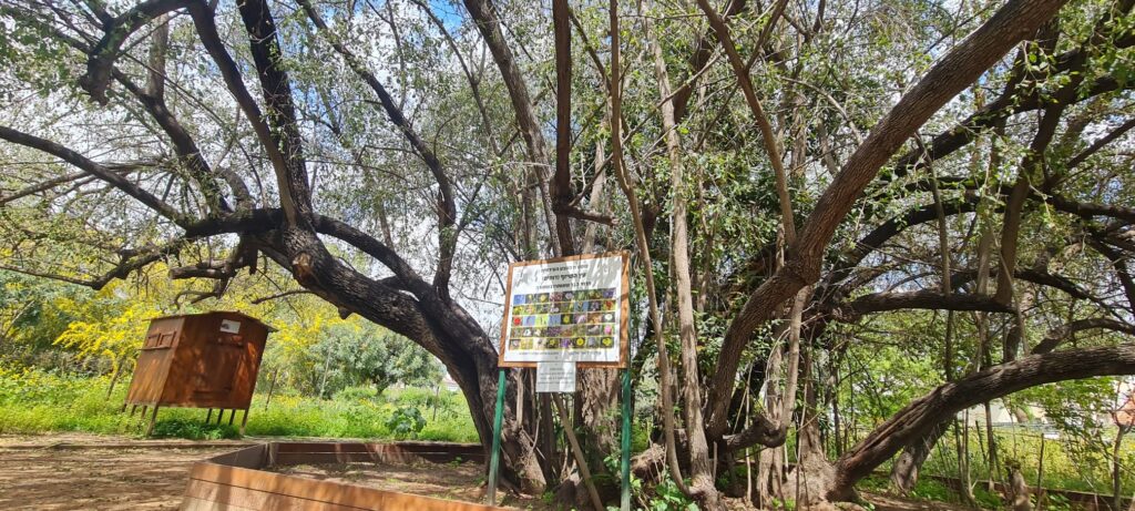 שמורת הטבע העירונית עץ השיזף