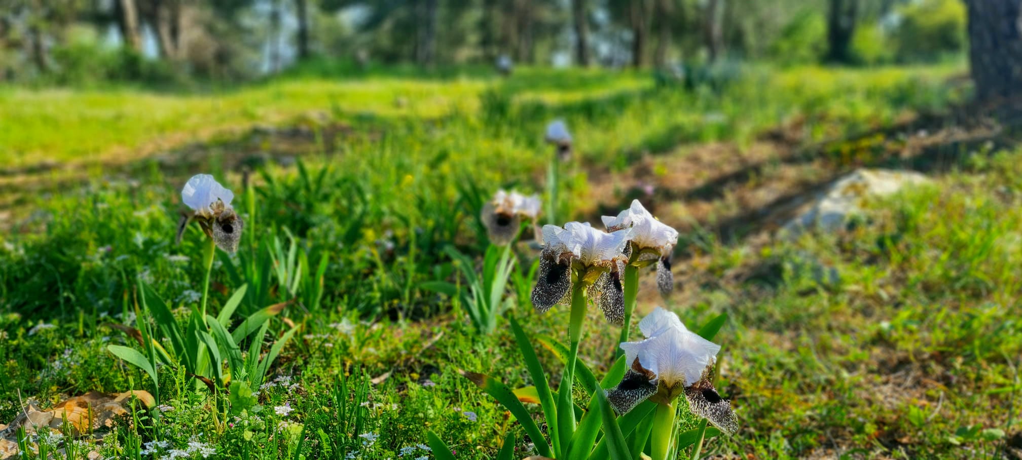 פארק האירוס הר יונה נוף הגליל