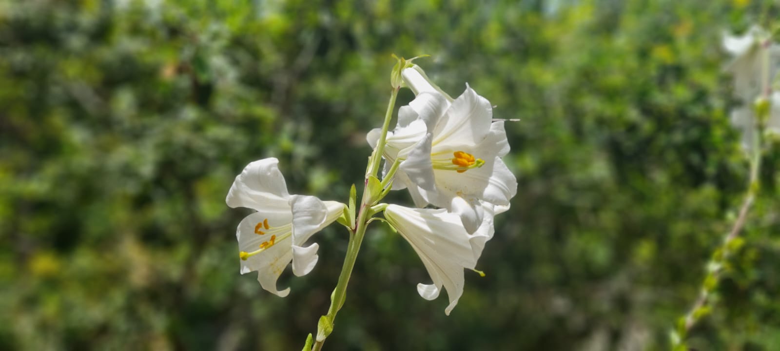 פריחת השושן הצחור שביל קרן ברתות
