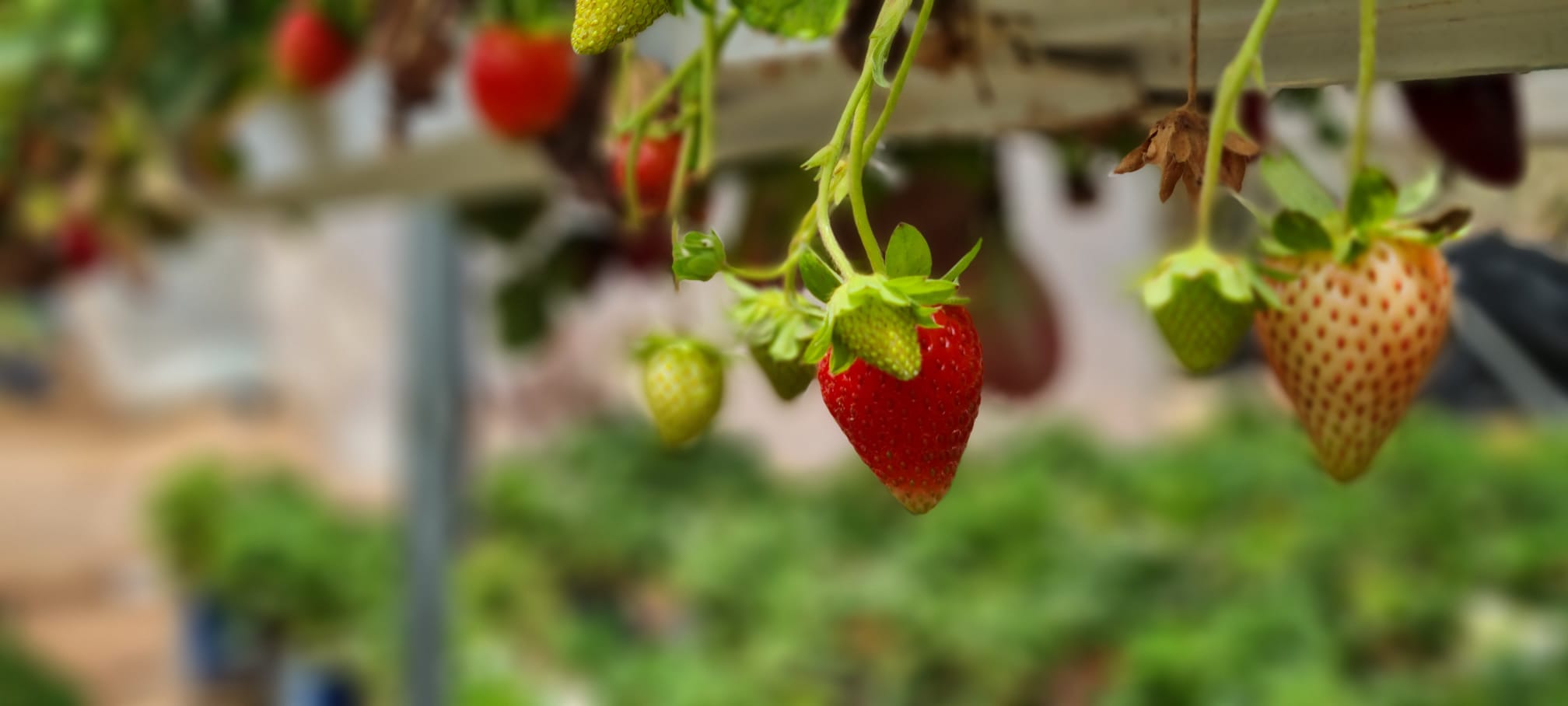 קטיף עצמי להתאהב בטבע