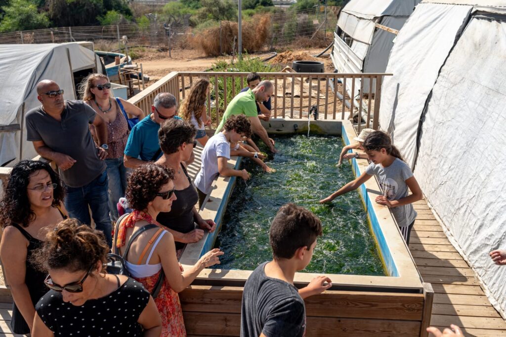 באדיבות: מרכז המבקרים הצצה באצה של חוות סיקורה