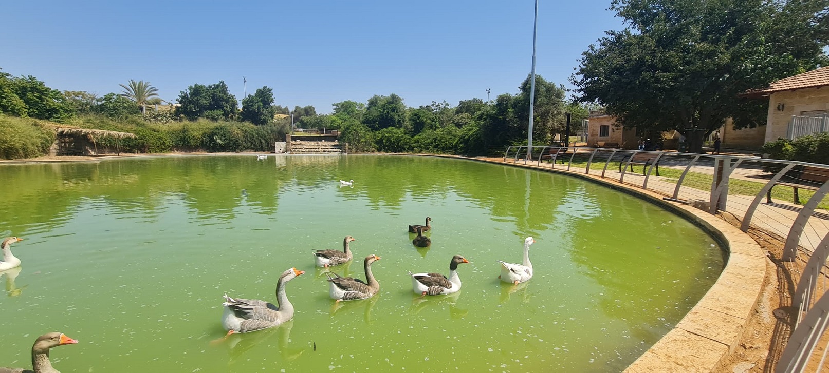 פארק ההדרים רחובות