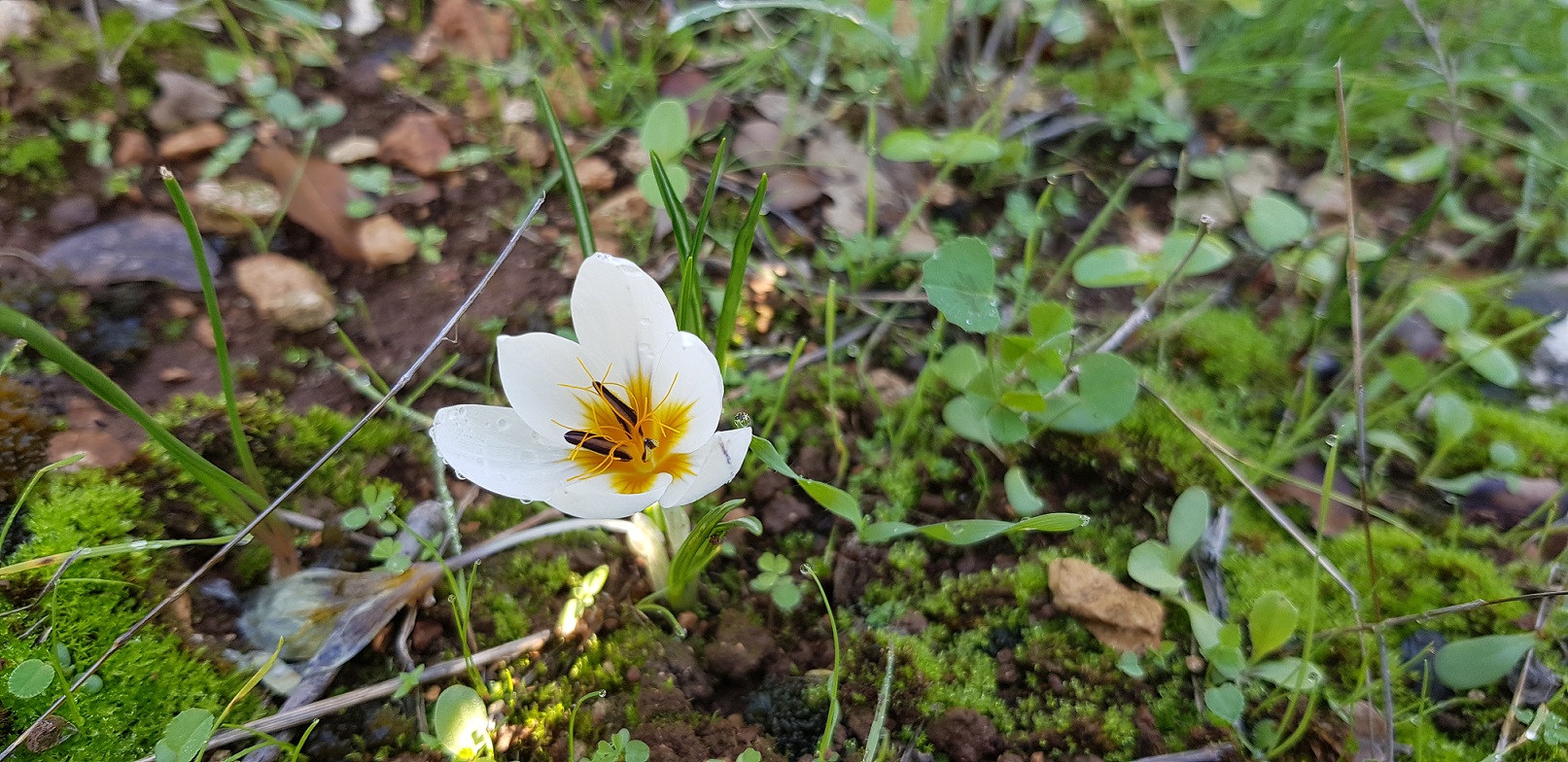 עמק המצלבה בירושלים