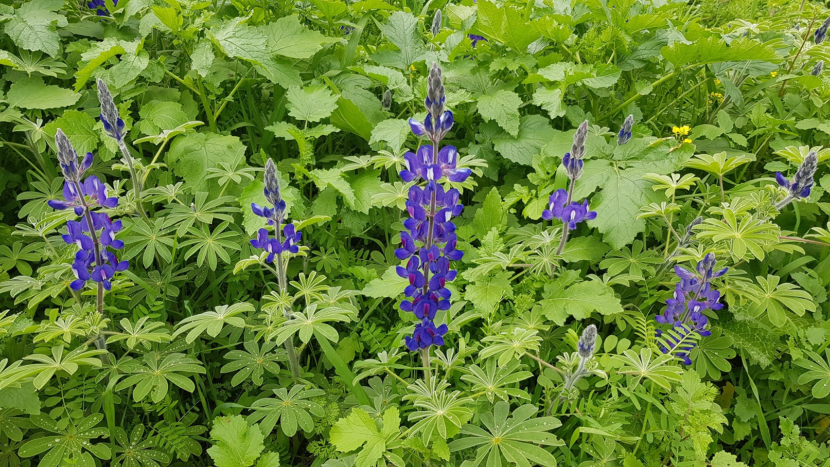 מצפתל: תצפית עוצרת נשימה לצד פריחה עונתית