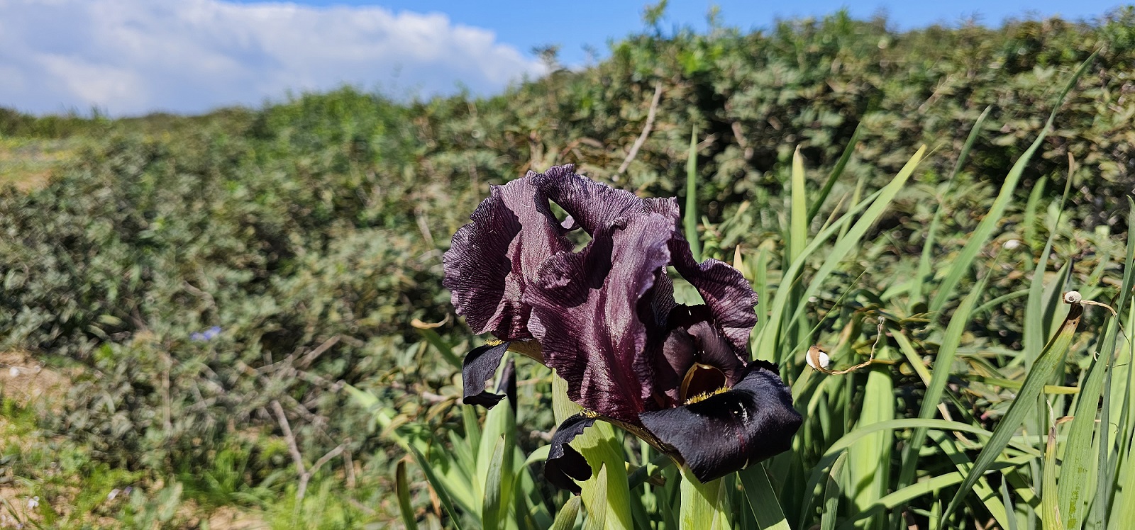 גבעת האירוסים בגבעת אולגה חדרה