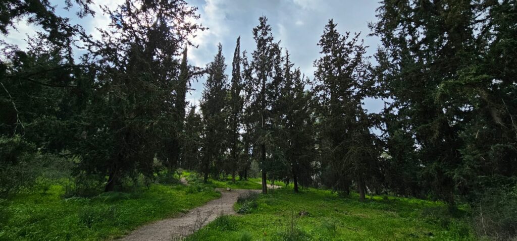 גבעת הרקפות בטל שחר