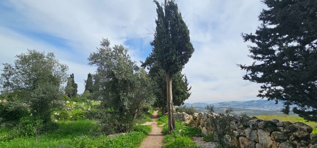 גבעת הברושים: מסלול פריחה ותצפית על הרי יהודה