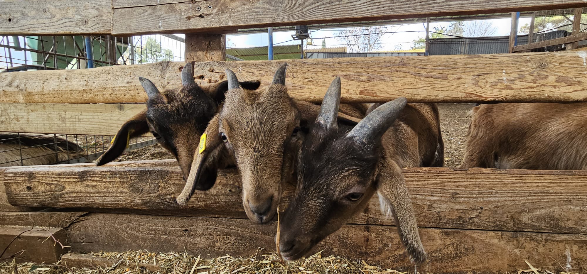עיזה פזיזה: מחלבת בוטיק ומרכז מבקרים לכל המשפחה