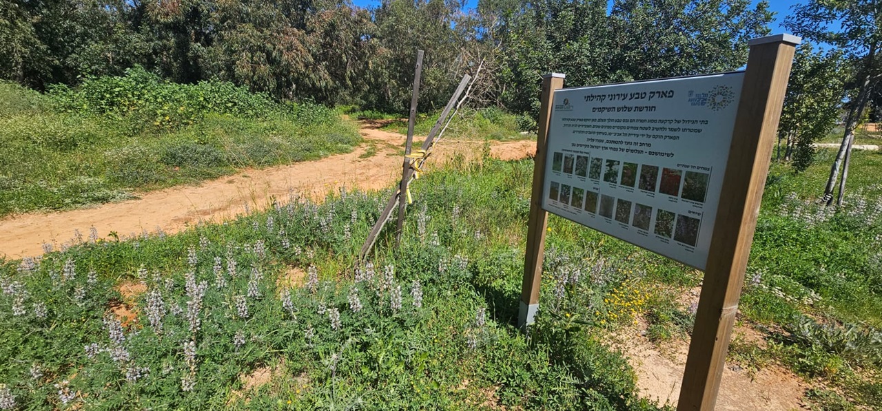 חורשת שלוש השקמים בשכונת צהלה: טבע עירוני