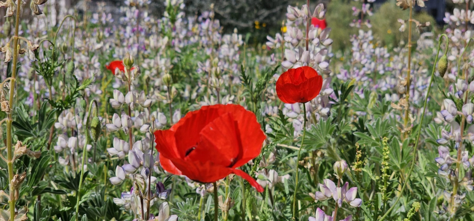 האחו הפורח: גינה קהילתית בבאר יעקב