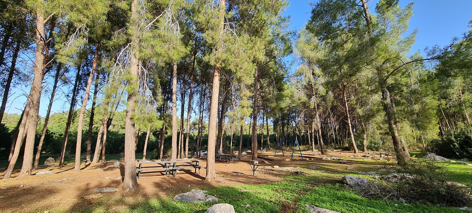 יער צרעה (יער הנשיא)