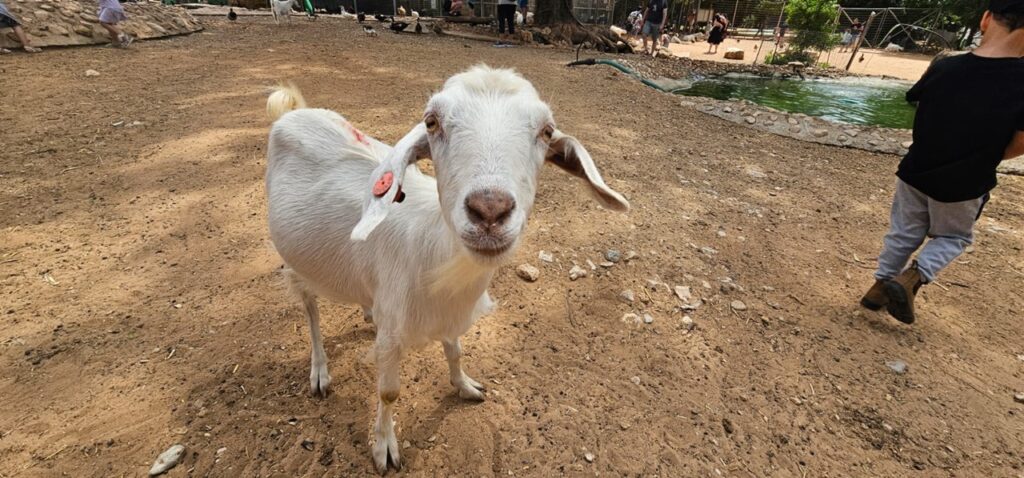 הספארי בלגעת בחיות