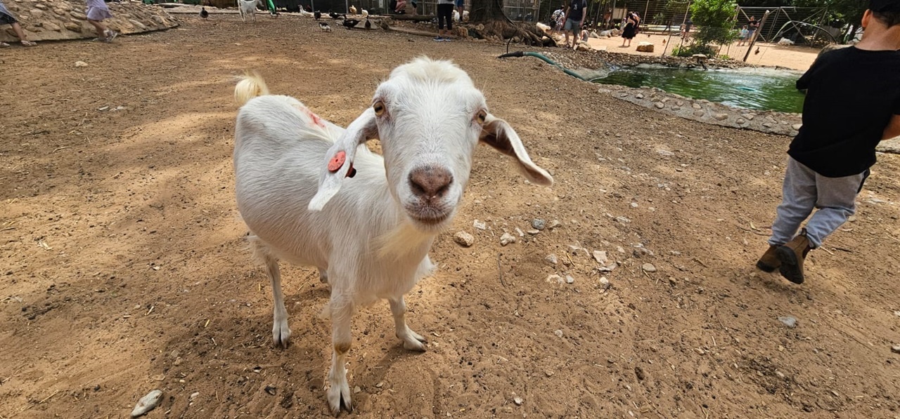 הספארי בלגעת בחיות