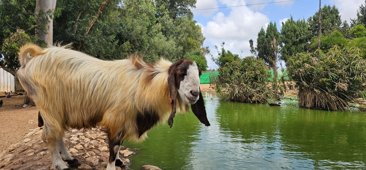 הספארי בלגעת בחיות
