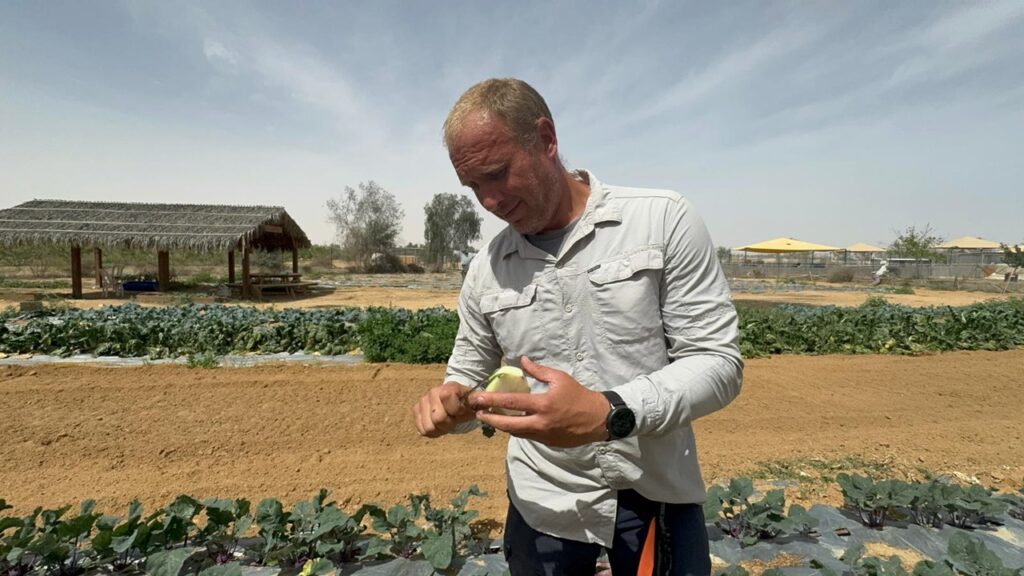 קטיף במשק ניצנה צילום איה דבורין תקשורת