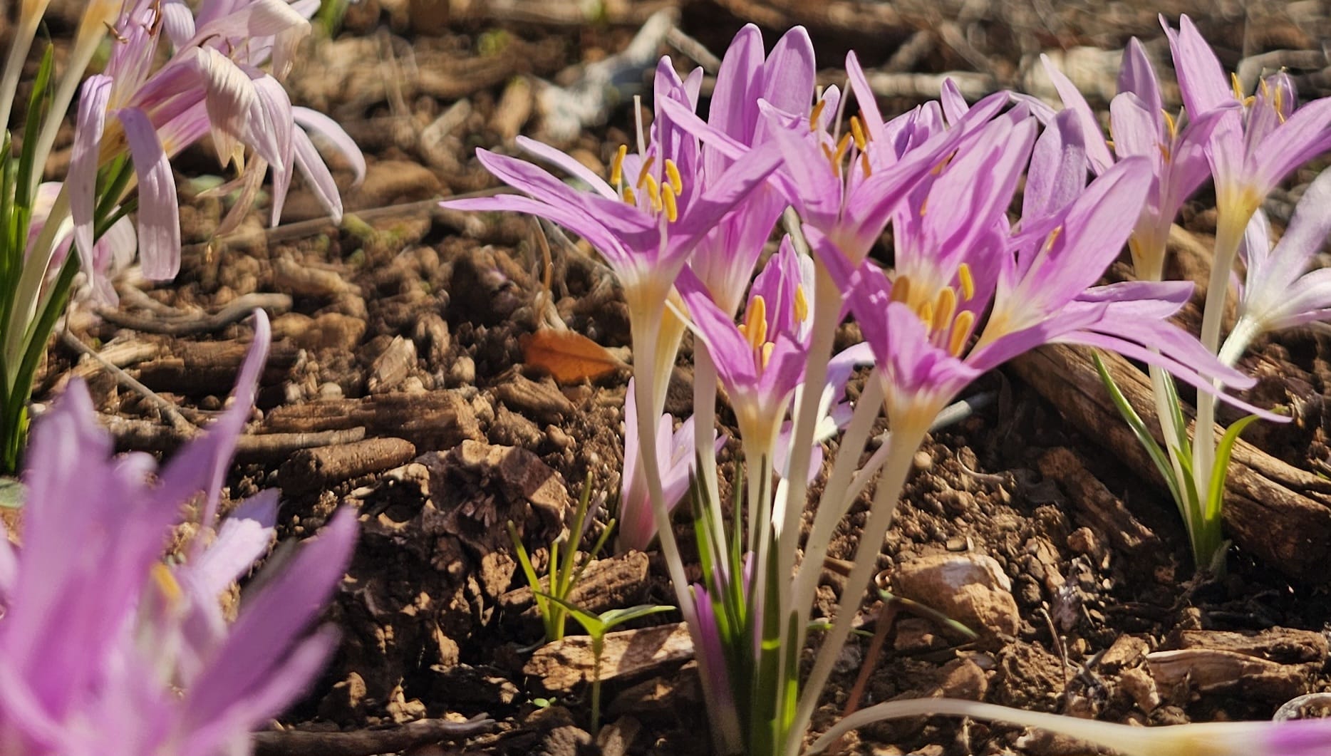 פריחת סתווניות היורה בגבעת התנ"ך ירושלים: פריחה עונתית וטיול לצד העיר