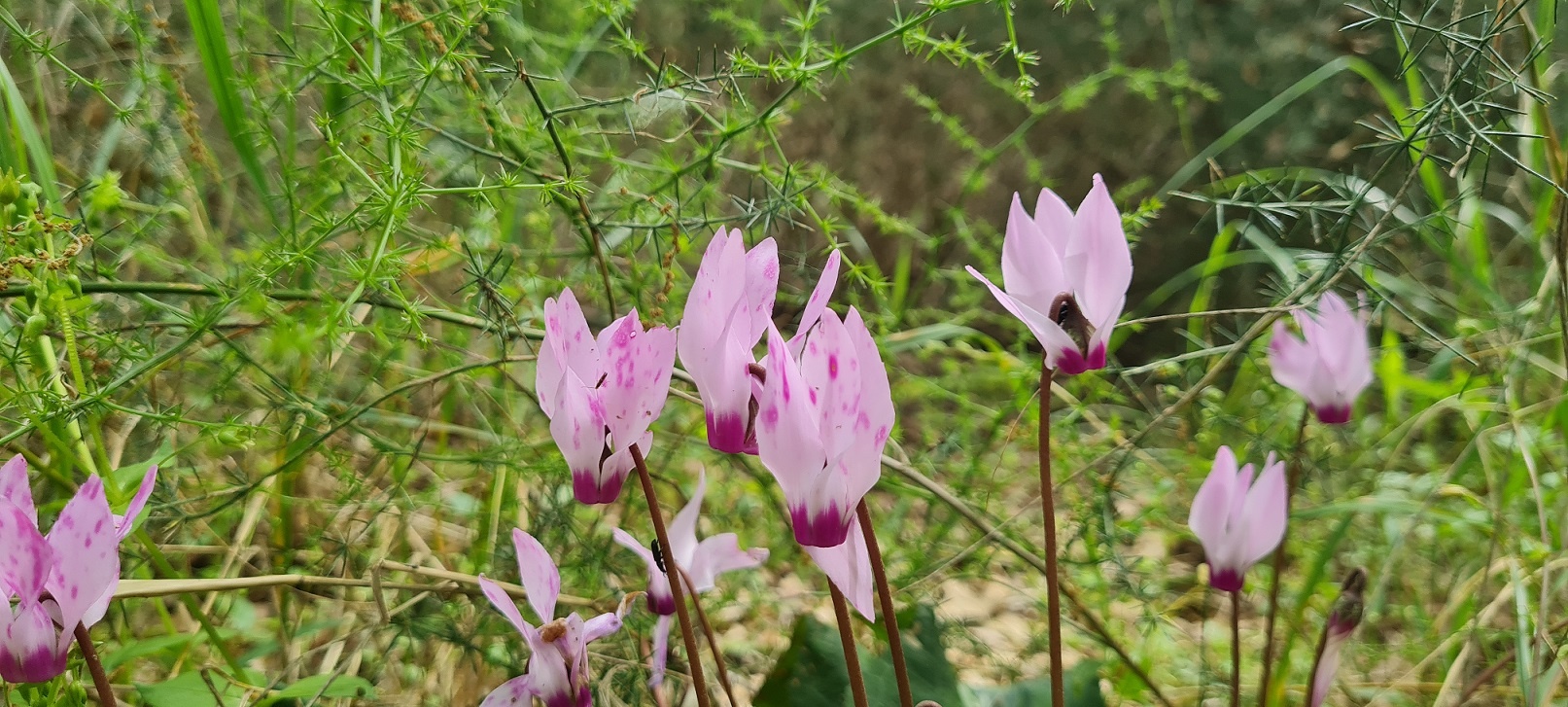 יער קהילתי אלות עדה בגבעת עדה - בשביל המשפחה