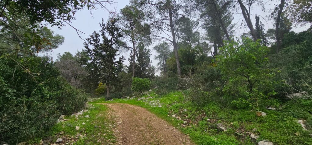 תל זאבים בחריש: מסלול פריחה ושרידי יישוב עתיק
