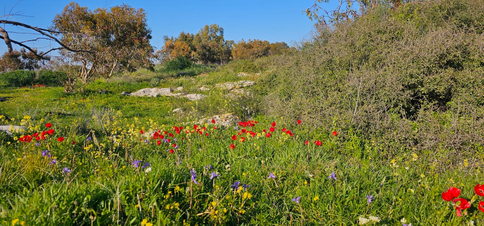 פריחה חורפית של הנוריות בחורבת מלח