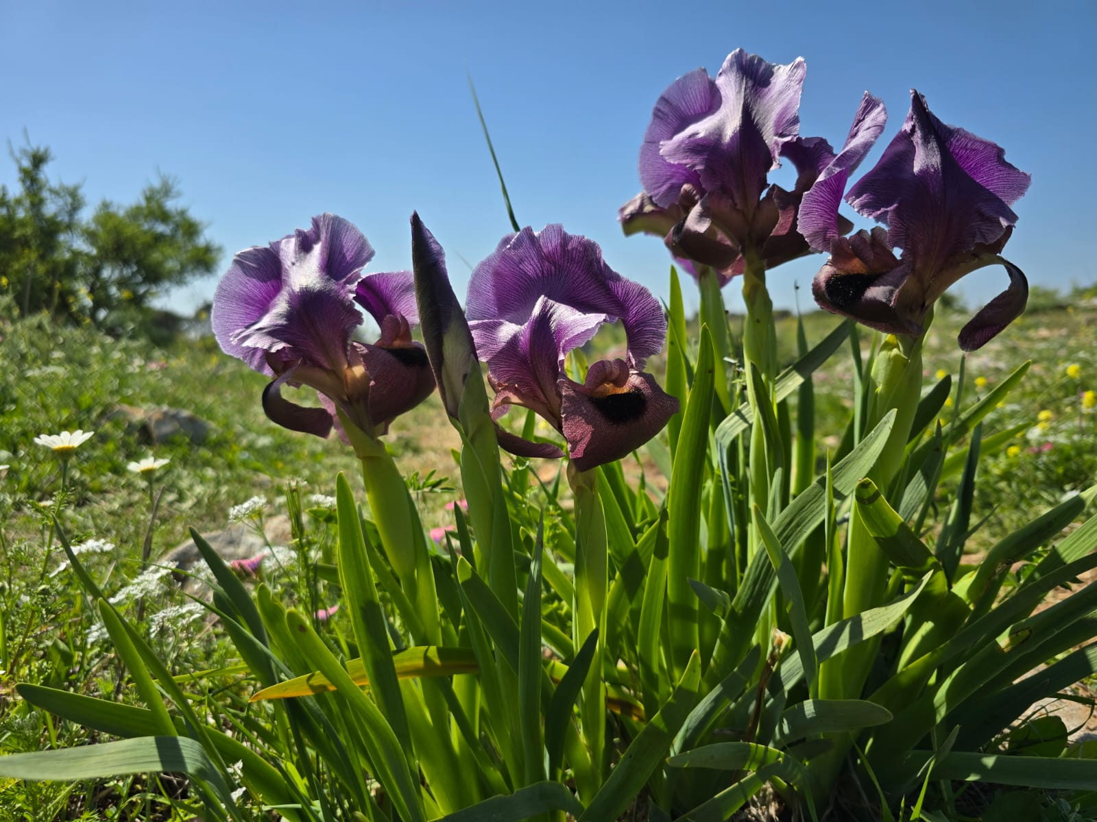 שביל האירוסים - פריחת אירוס הגלבוע הר ברקן