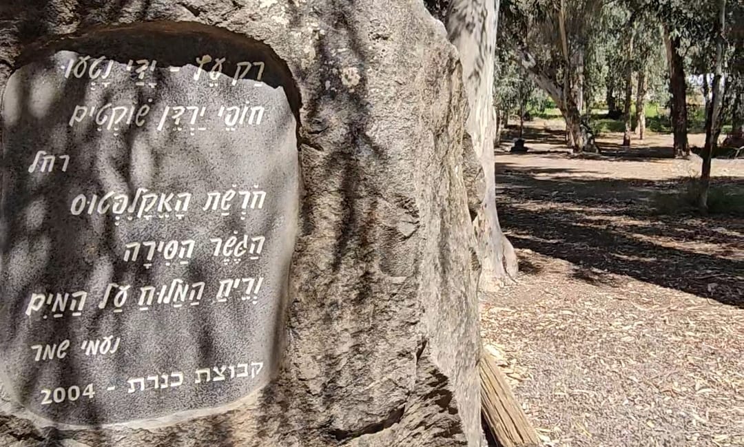 חורשת האקליפטוס: סיפור של שירה, זיכרון ונוף