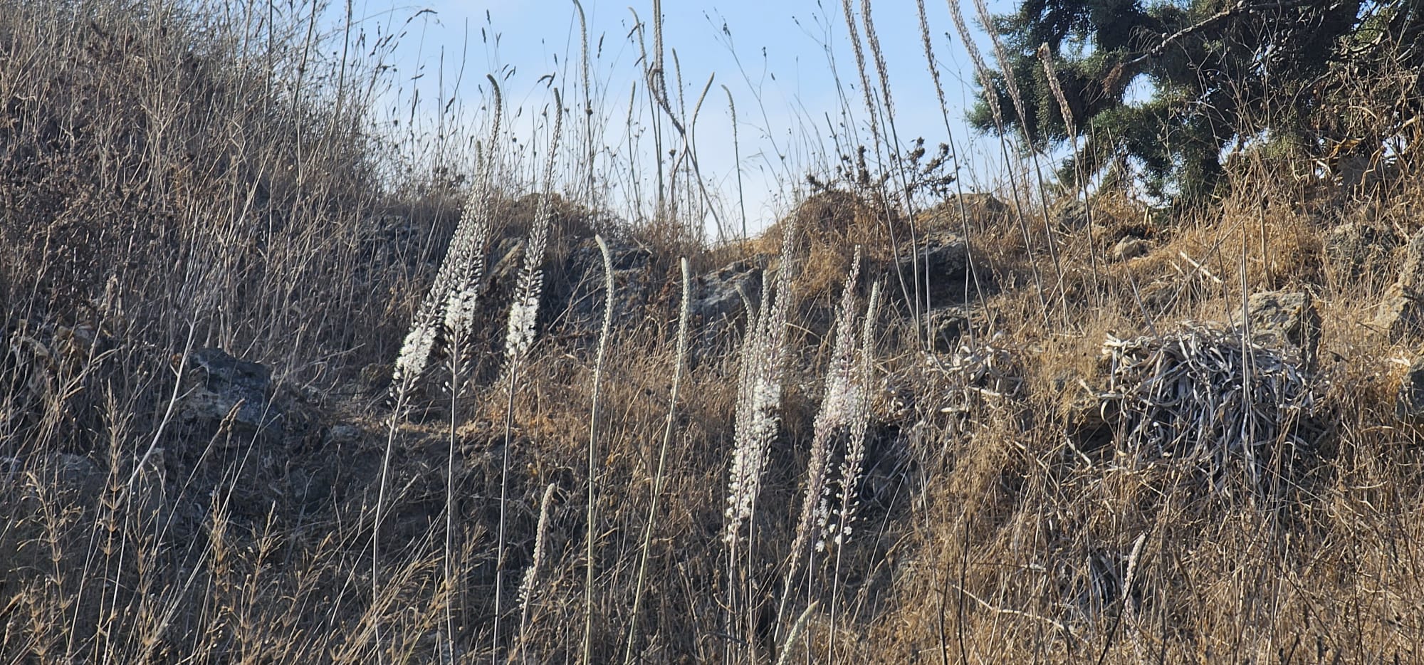 פריחת החצבים בתל מבורך