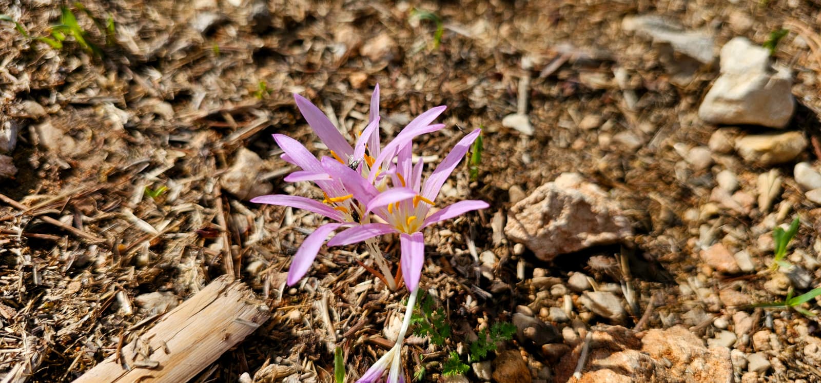 חורבת ארזה: טיול פריחה, עתיקות ותצפיות מרהיבות בשכונת גילה ירושלים