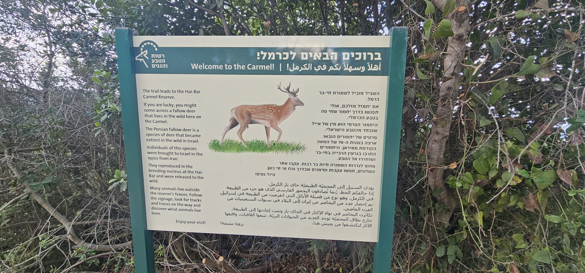 שביל היחמורים בכרמל: מסלול הליכה קצר בלב פארק הכרמל