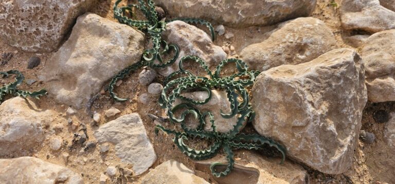 בורות רמליה: טיול מדברי אל בורות המים של הנבטים בלב נחל צין