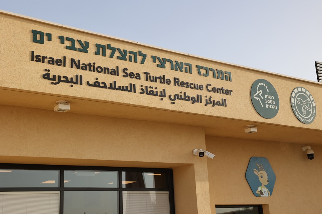 המרכז הארצי להצלת צבי הים קרדיט צילום: שי אייזקס, רשות הטבע והגנים.